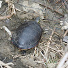 Painted Turtle