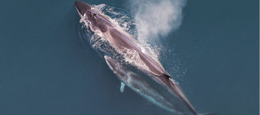 Las ballenas de la Antártida