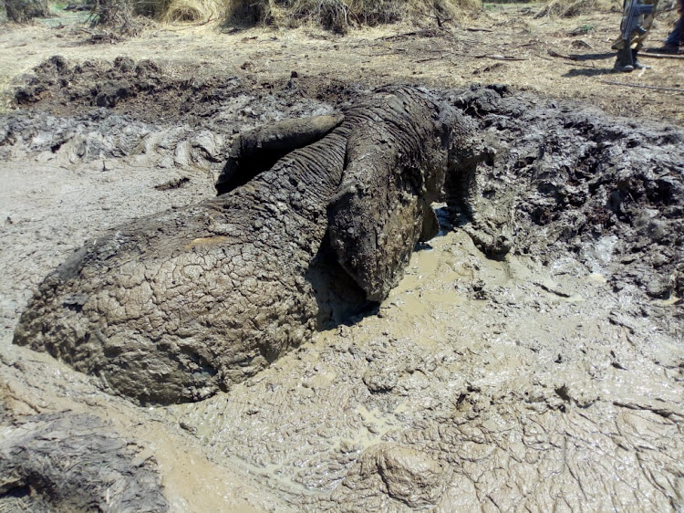 One of the three elephant stuck in mud