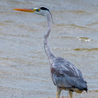 grey heron, gray heron