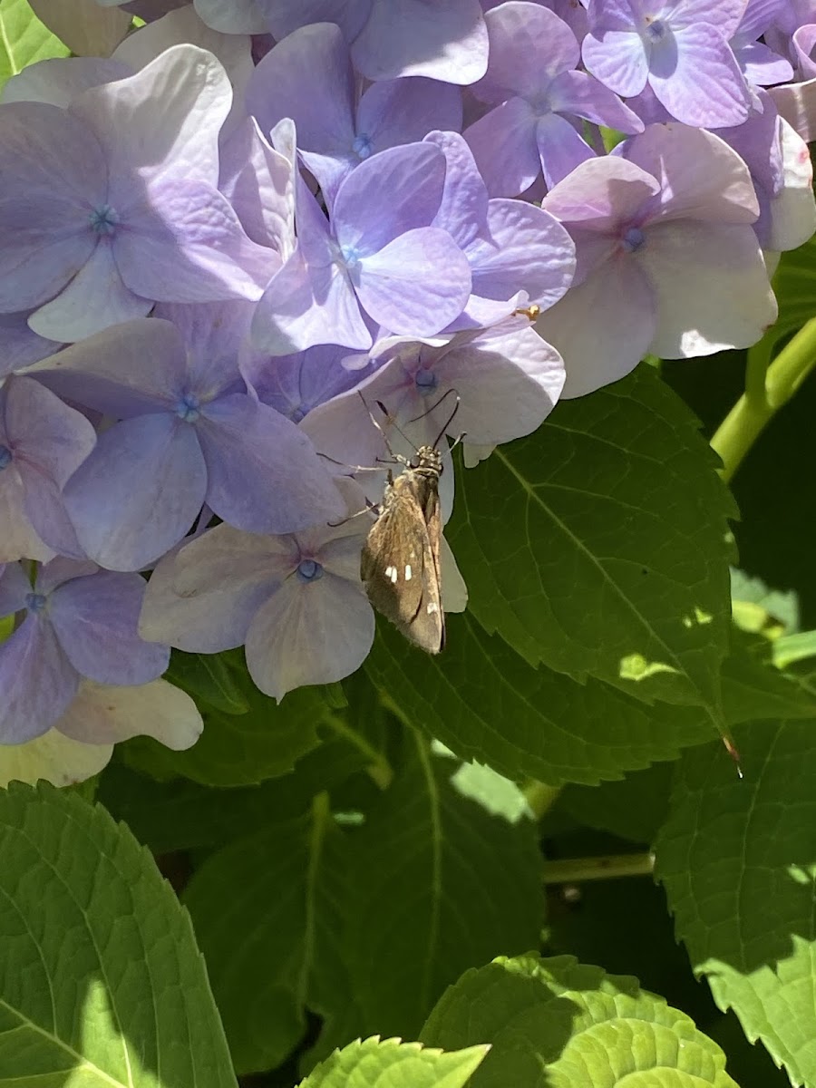 Twin Spotted Skipper