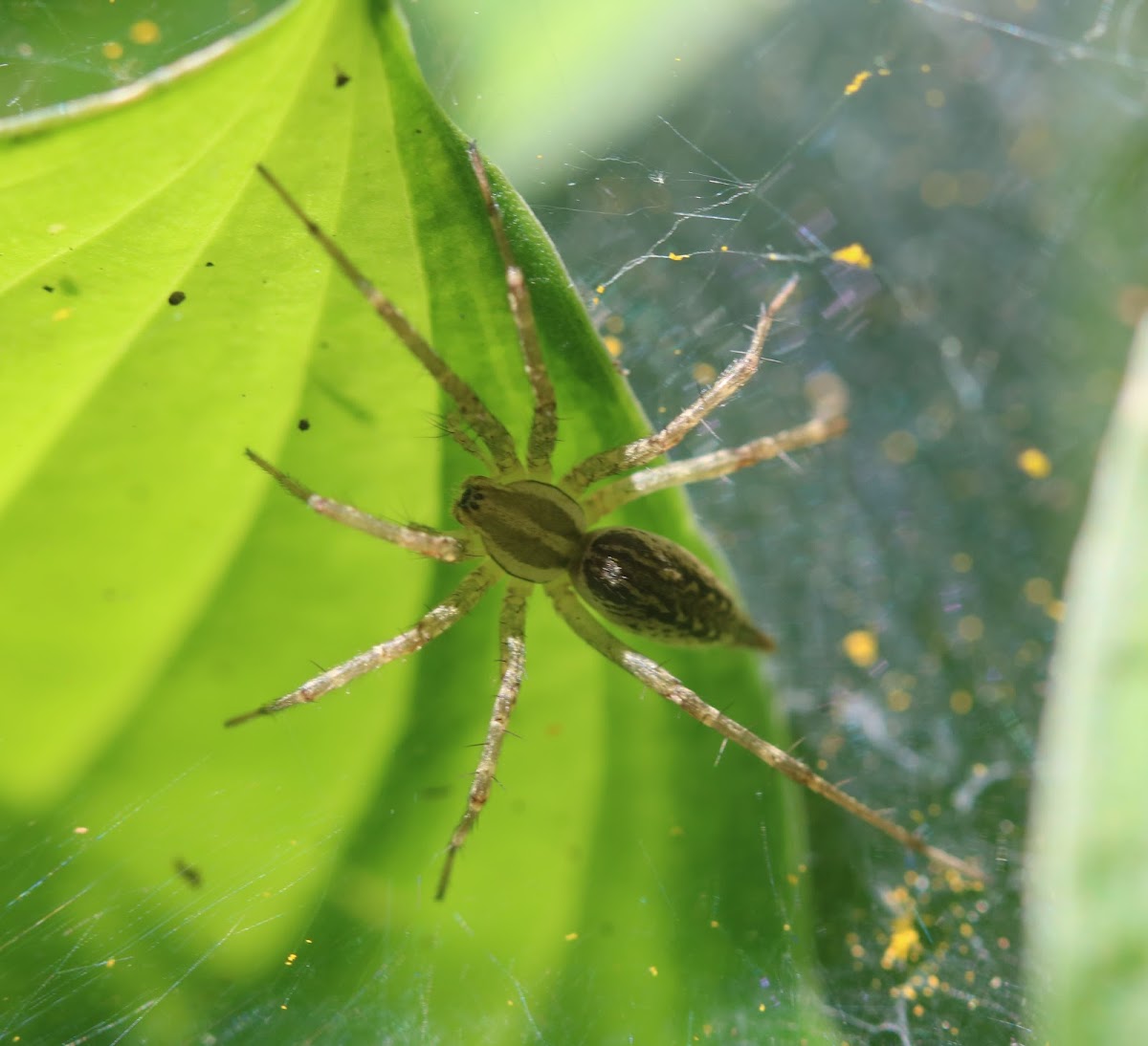 grass spider