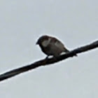 house sparrow