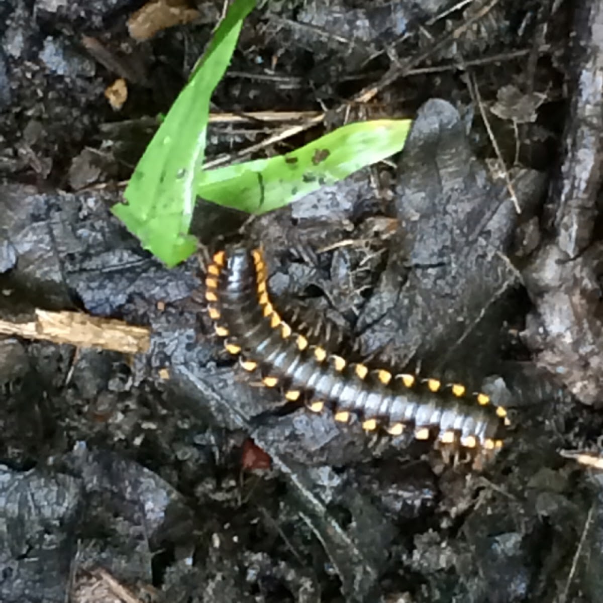 Almond-scented millipede