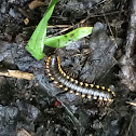 Almond-scented millipede