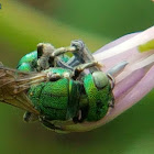 Cuckoo Wasp