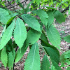 American Chestnut