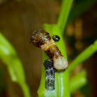 Eastern Giant Swallowtail Caterpillar