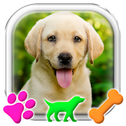 Labrador Retriever Puppy Launcher  Icon