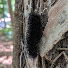 Giant Leopard Moth Caterpillar