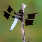 Common Whitetail