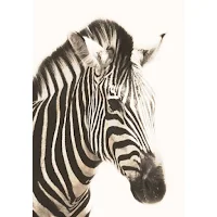 Poster 30x40 African Zebra Head