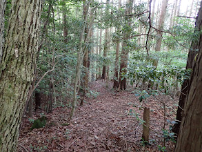 明確な踏み跡に