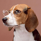Beagles Wallpapers Install on Windows