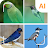 Bird identifier icon