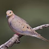 Mourning Dove