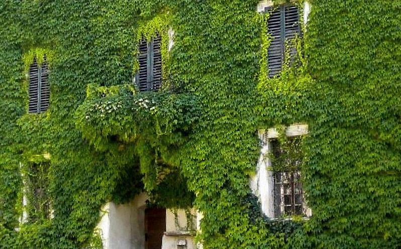 Quasi un prato in verticale di Gufina