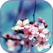 Flowers Wallpaper  Icon