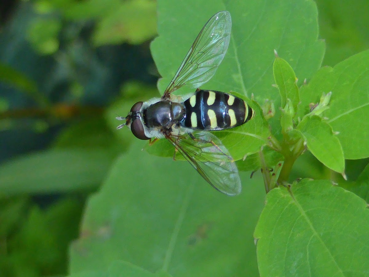 Syrphid Fly