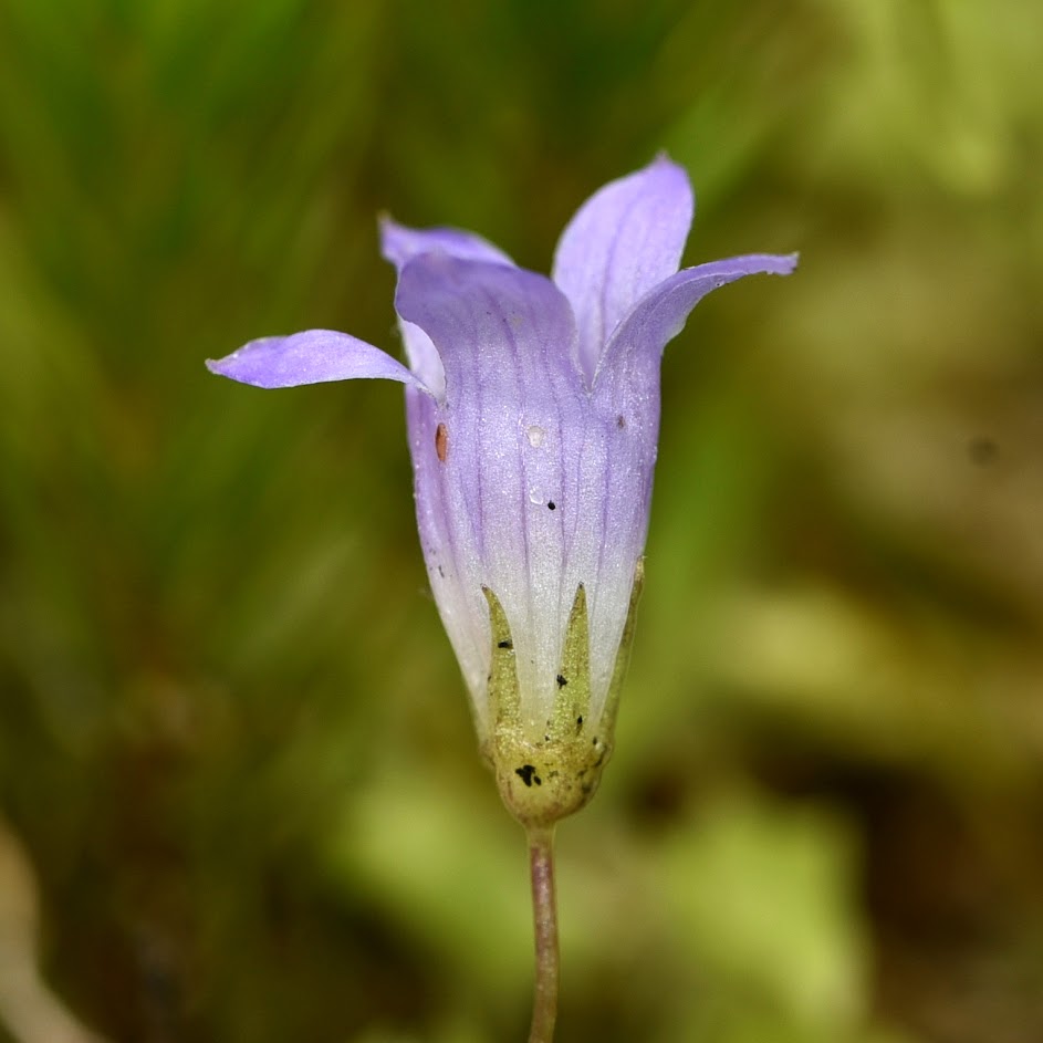 bloem en kelkblad