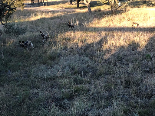 New & Improved Lions Park South Africa 2018