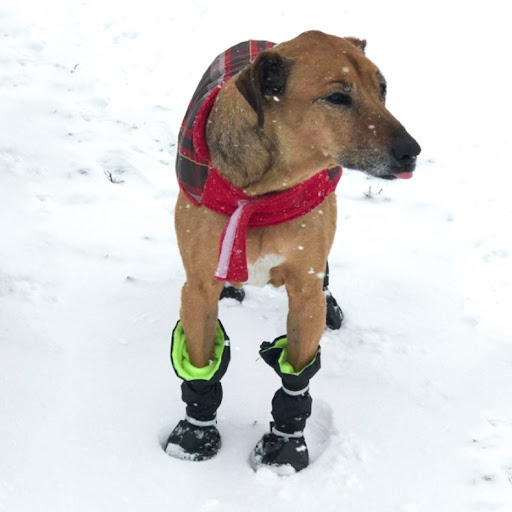 Title 5, Waterproof and Snowproof Pet Shoes for Dogs Gen...