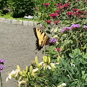 Eastern Tiger Swallowtail