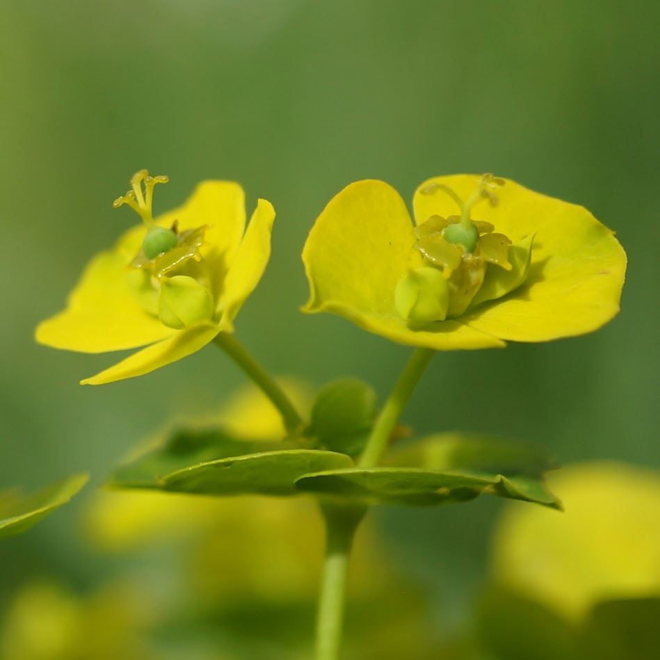 bloem en vrucht