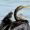 Oriental darter