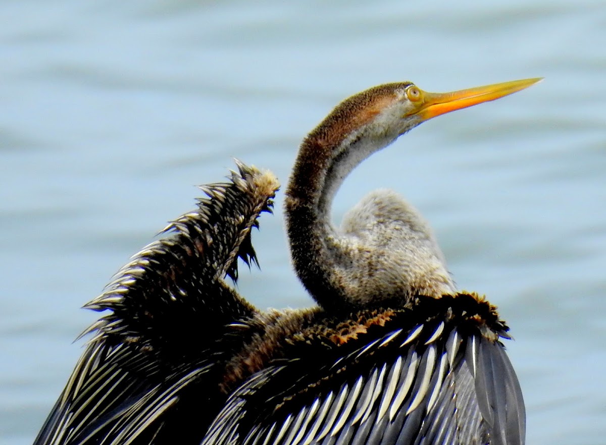 Oriental darter