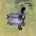 Coot  -  Common Coot
