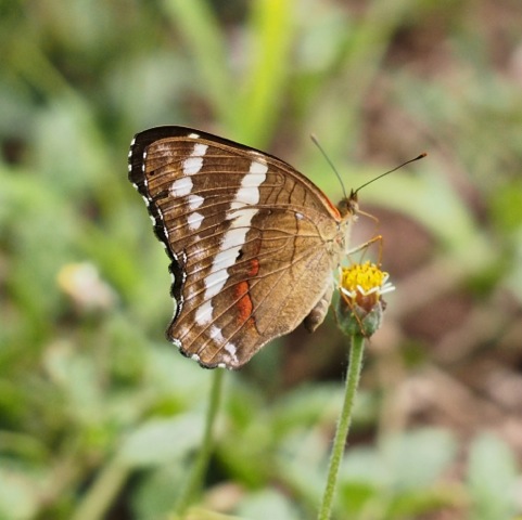 Banded Peacock