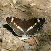 White Admiral