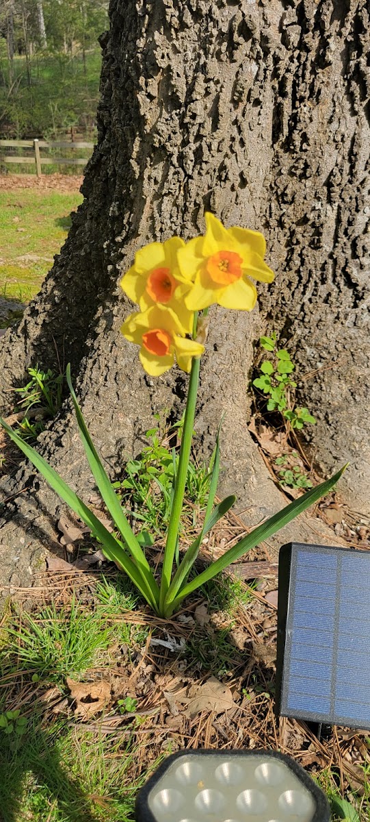 Daffodil