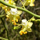 Foothill Palo Verde