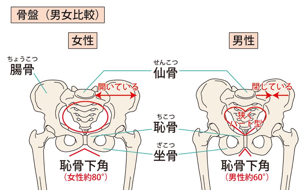 下半身太りは股関節のズレが原因 男性よりズレやすい女性の股関節を整えるエクササイズ Trill トリル