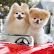 Cute Dogs HD Wallpaper New Tab