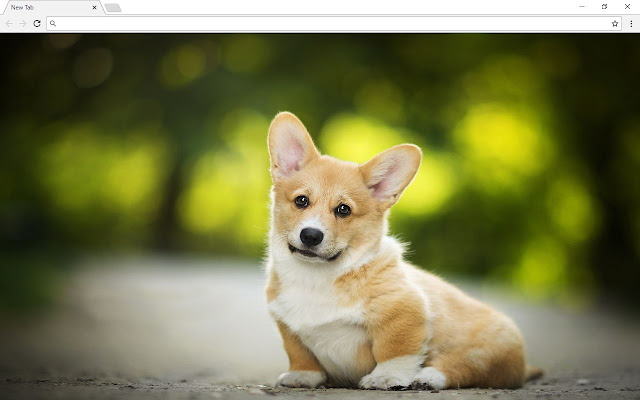 Corgi Dog Backgrounds & Themes