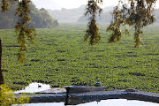 Roodeplaat Dam, seen here clogged with invasive water hyacinth, has been further polluted by raw sewage flowing from Tshwane's broken water treatment infrastructure.