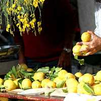 festa dei limoni di 