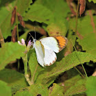 Little Orange Tip