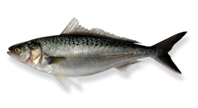 Image result for kawai fish