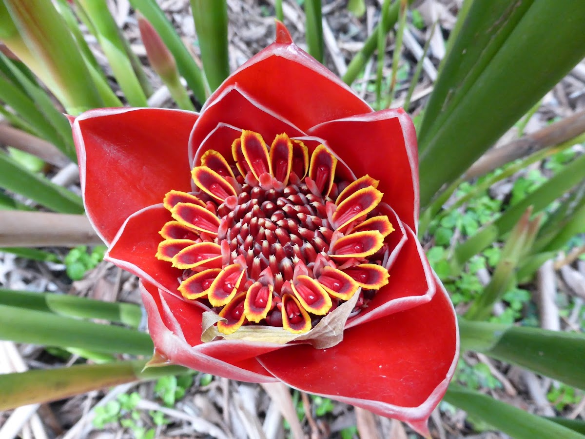 Torch Ginger