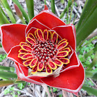 Torch Ginger