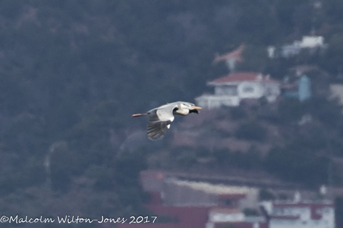 Grey Heron; Garza Real