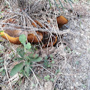 Pinewood bolete mushroom