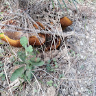 Pinewood bolete mushroom