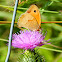 Meadow brown