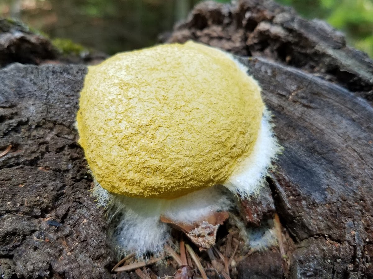 Scrambled egg slime mold