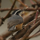 Red-breasted Nuthatch